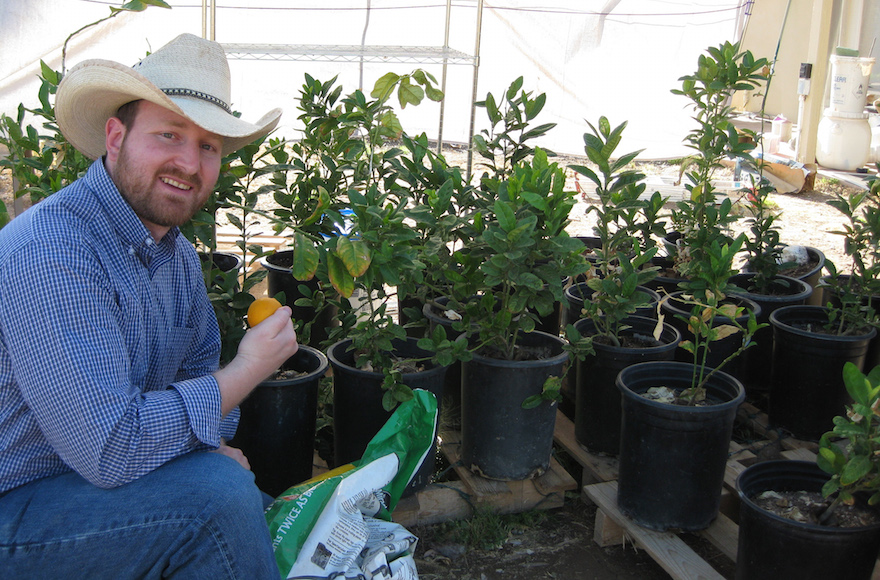 Matt Bycer, a farmer from Scottsdale, Ariz., standing next to his etrog plants, September 2012. (Chavie Lieber)