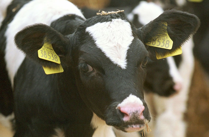 cow