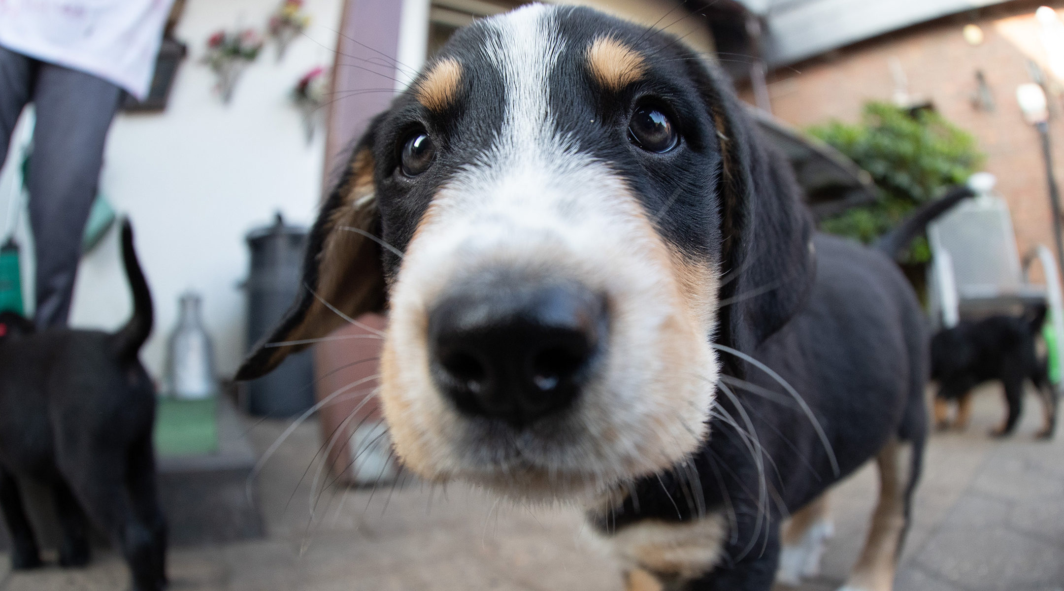 A puppy dog looks into the camera in Germany, July 12, 2019. (Friso Gentsch/picture alliance via Getty Images)