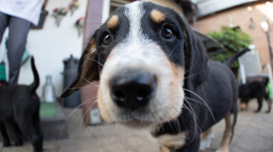 A puppy dog looks into the camera in Germany, July 12, 2019. (Friso Gentsch/picture alliance via Getty Images)