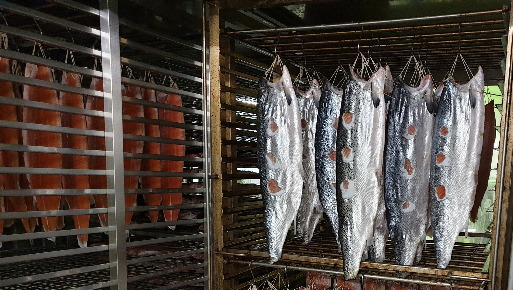 Salmon fillets being dried in a kiln ahead of smoking at Lance Forman's H. Forman & Son fish factory in the East End of London, the United Kingdom on Sept. 4, 2019 (Cnaan Liphshiz)