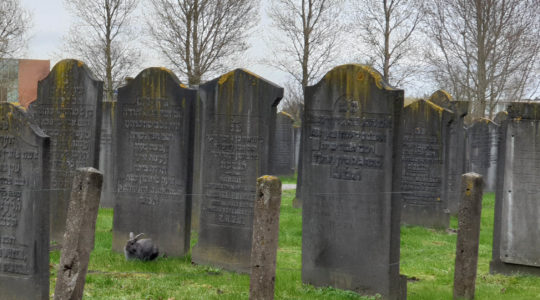A bunny grazing at a Jewish cemetery in Haarlem, the Netherlands on March 8, 2019. (Cnaan Liphshiz)
