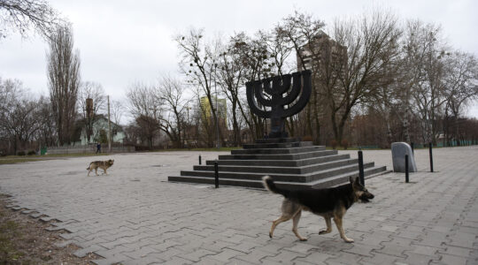 Stray dogs roam the Babi Yar monument on March 14, 2016 in Kiev, where Nazis and local collaborators murdered 30,000 Jews in 1941. (Cnaan Liphshiz)