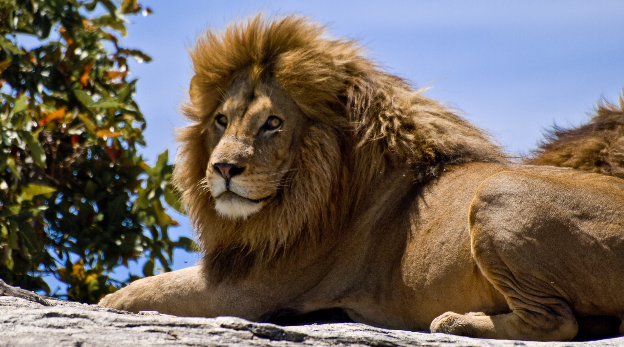 Portait of a male lion basking in the sun on a rocky outcrop in the Serengeti National Park, Tanzania. (Wikimedia Commons)