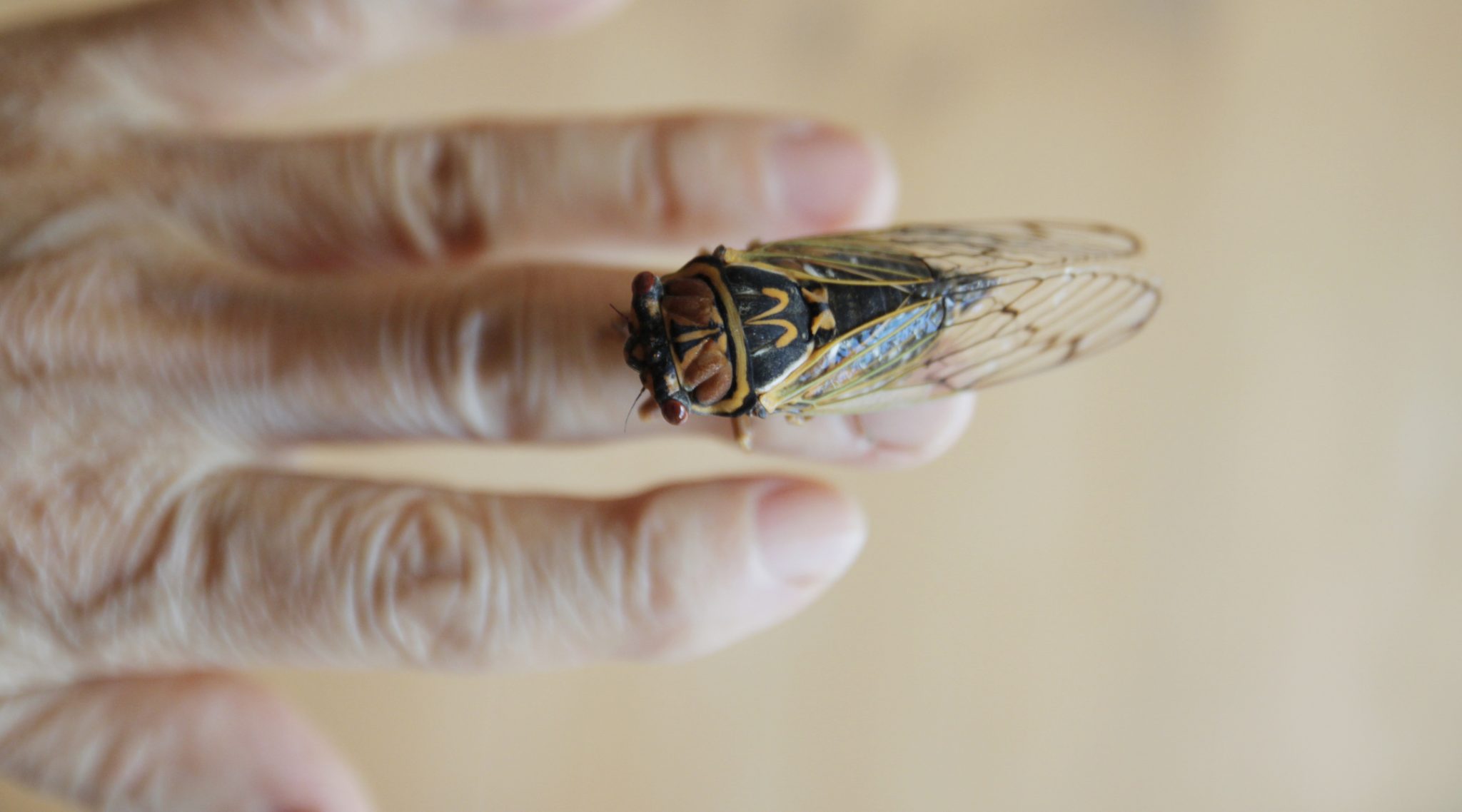 No Jew should be eating cicadas!