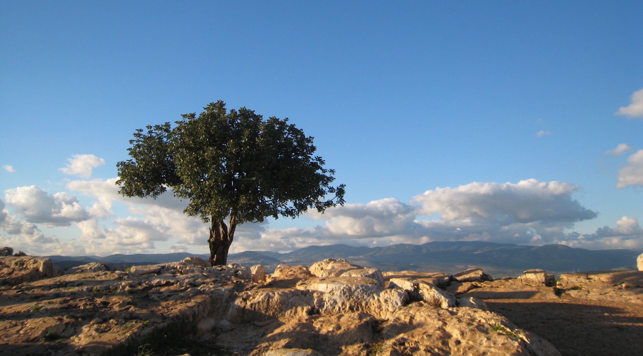 Galilee tree