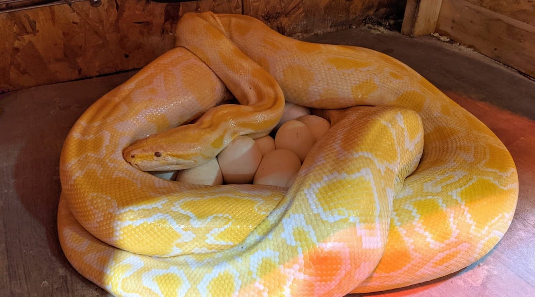 python with eggs