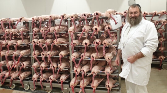 Rabbi Jacob Werchow presents geese slaughtered by his team on Csengele, Hungary on Sept. 29, 2021. (Cnaan Liphshiz)