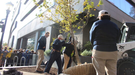 Maple tree being planted at Museum of Jewish Heritage