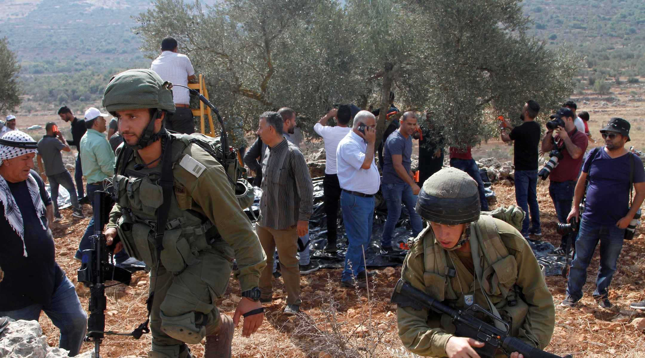 settler violence olive harvest