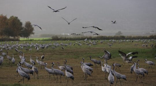 Israel avian flu crane hula