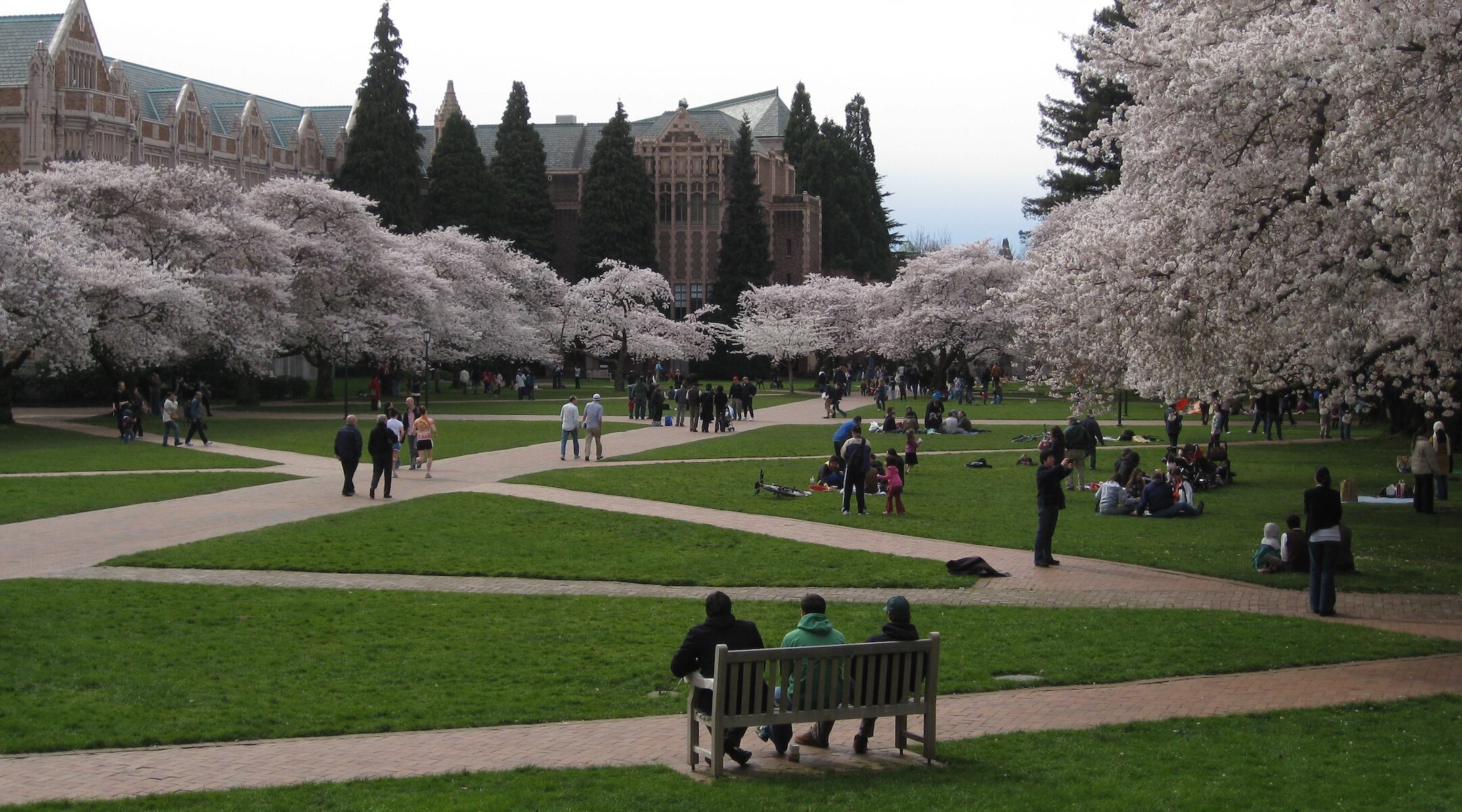 University quad with cherry blossom trees