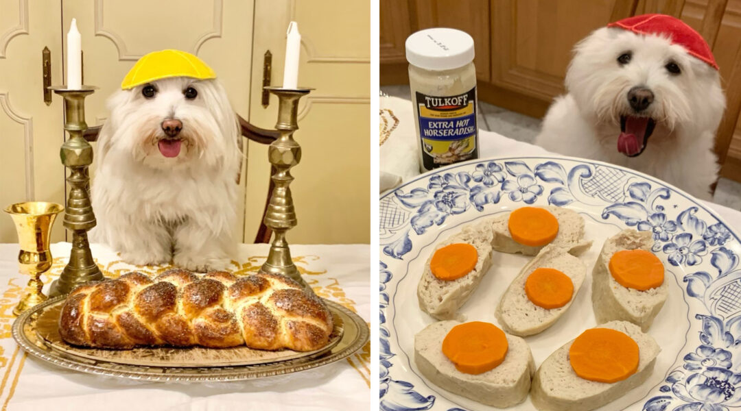 An afternoon with Shayna Maydele, possibly the most Jewish dog in New