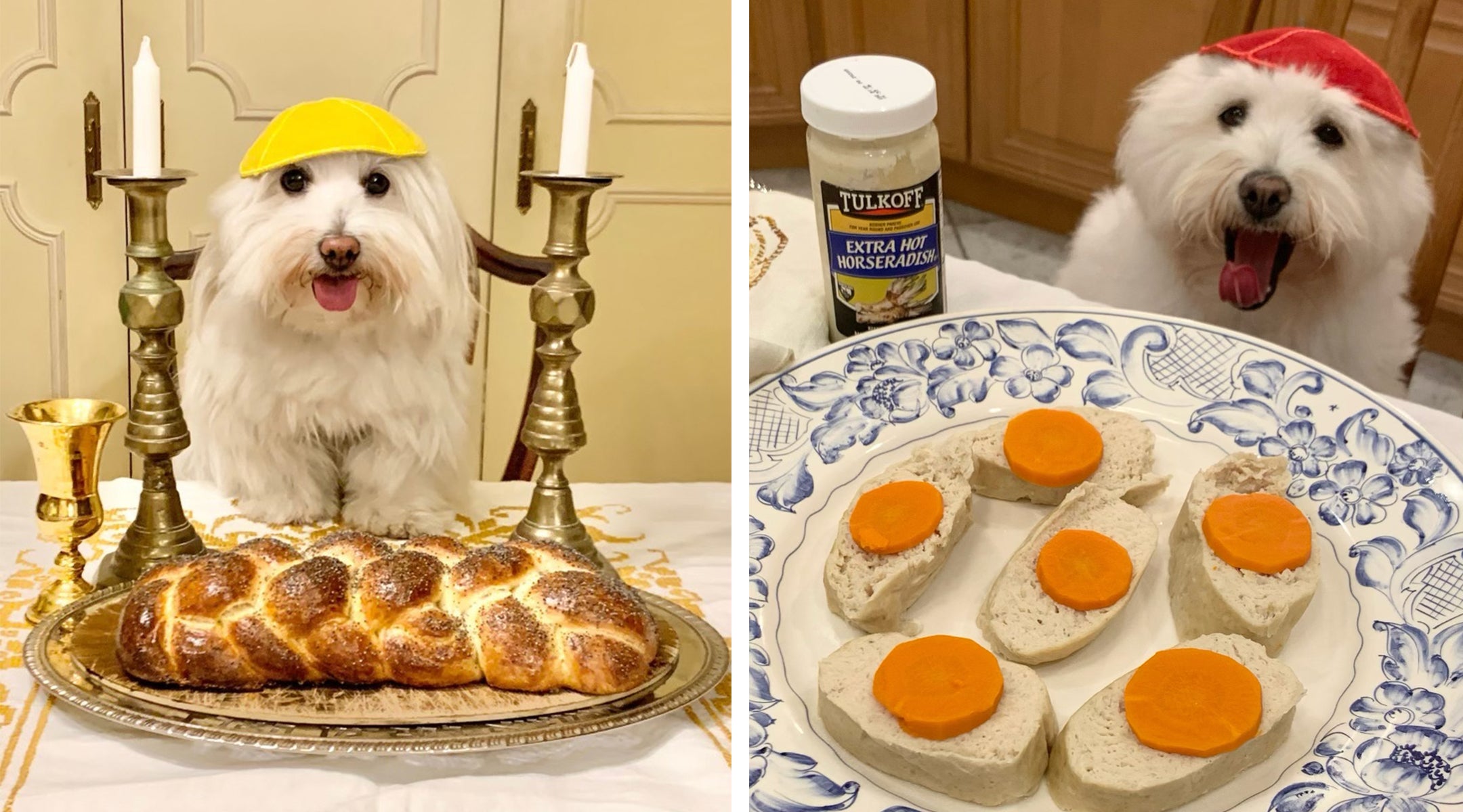 yarmulke-dog