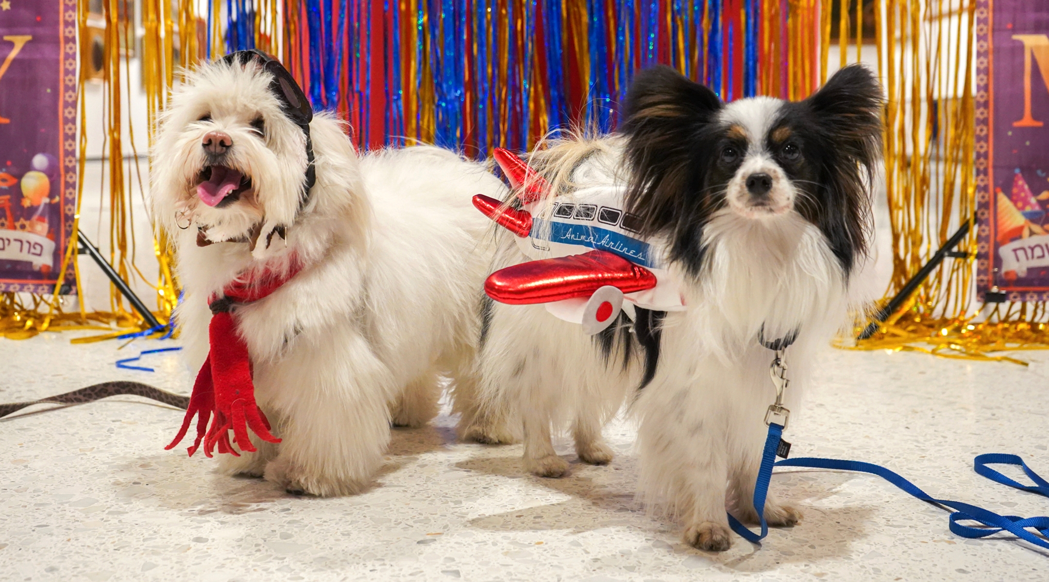 The Jewish holiday of Purim has gone to the dogs