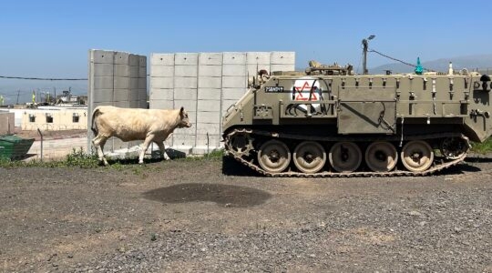 Military vehicles and cows are common sights in the Golan Heights, but are usually not seen together. (Uriel Heilman)